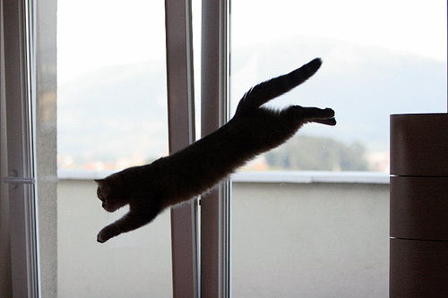 cat jumping off the furniture