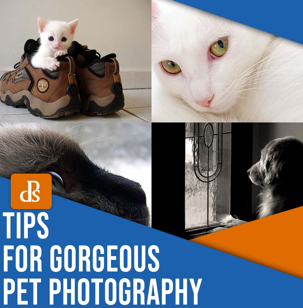 » Eye 4 Photography Tips for gorgeous pet photography