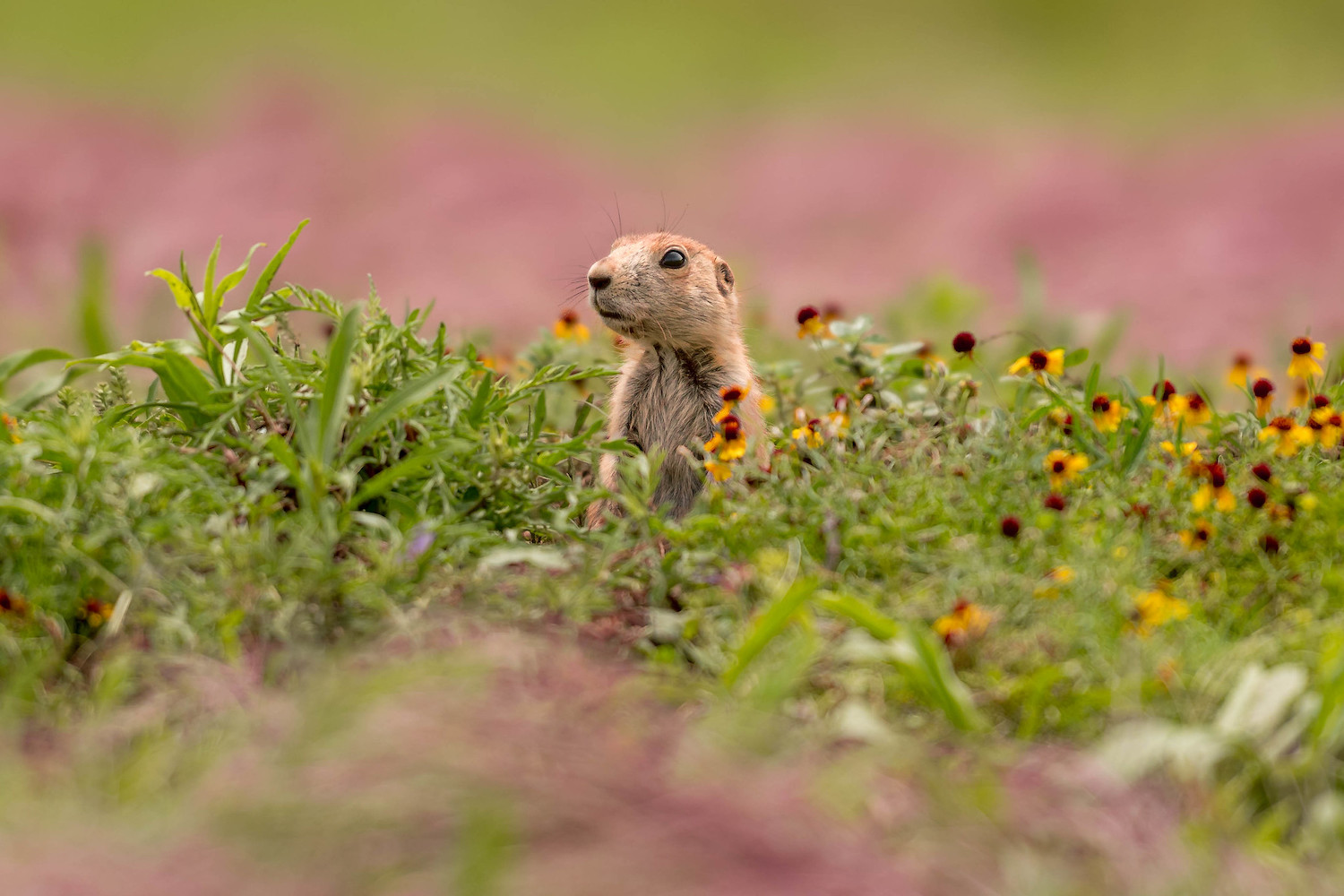» Eye 4 Photography Spring landscape photography prairie dog