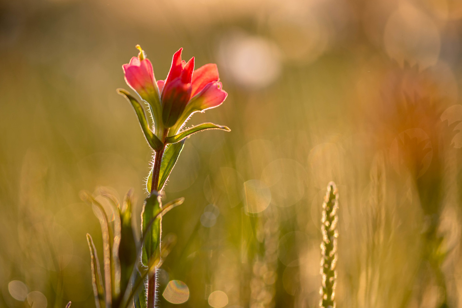 » Eye 4 Photography Spring landscape photography indian paintbrush flower in the morning