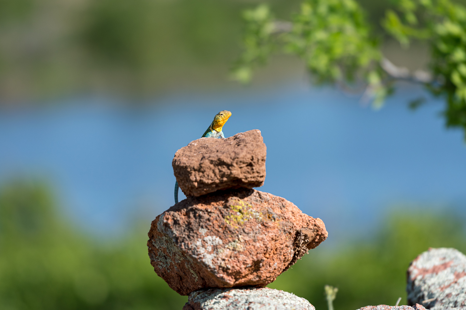 » Eye 4 Photography Spring landscape photography lizard on rocks