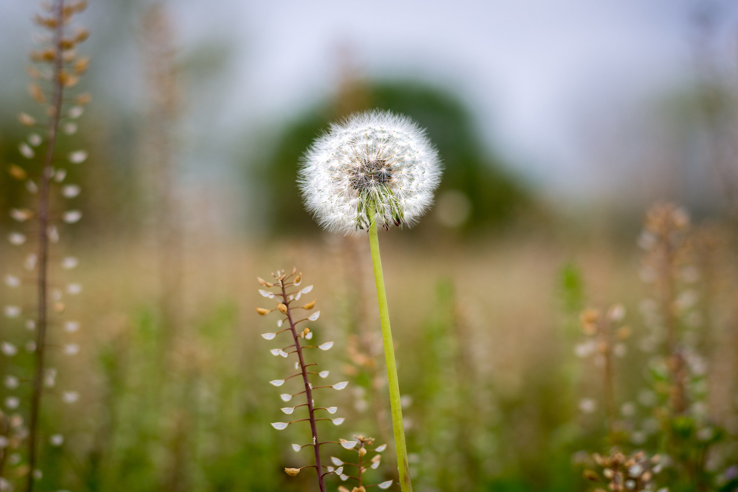 » Eye 4 Photography Spring landscape photography dandelion