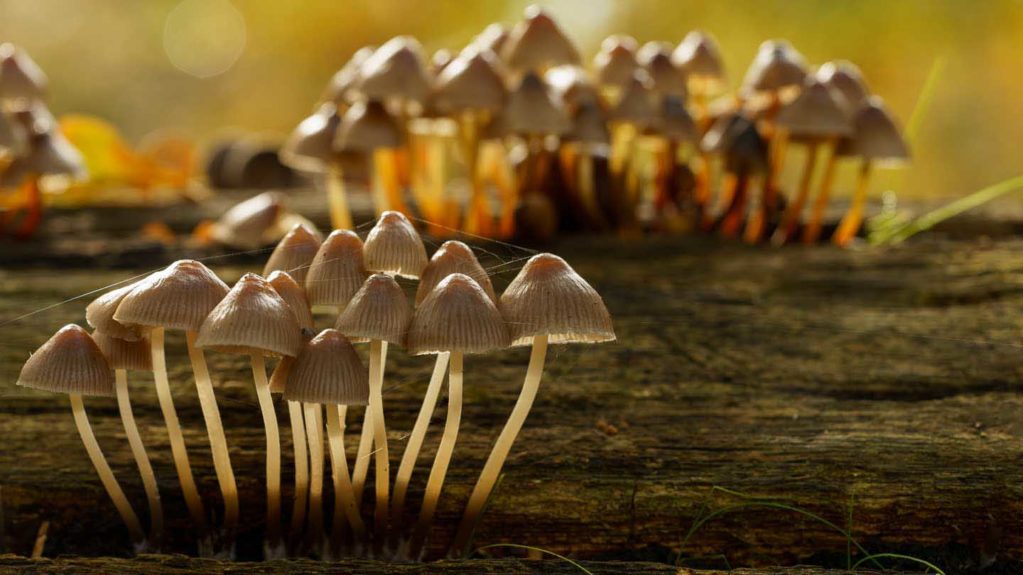 » Eye 4 Photography CJPOTY round 2: Close-up