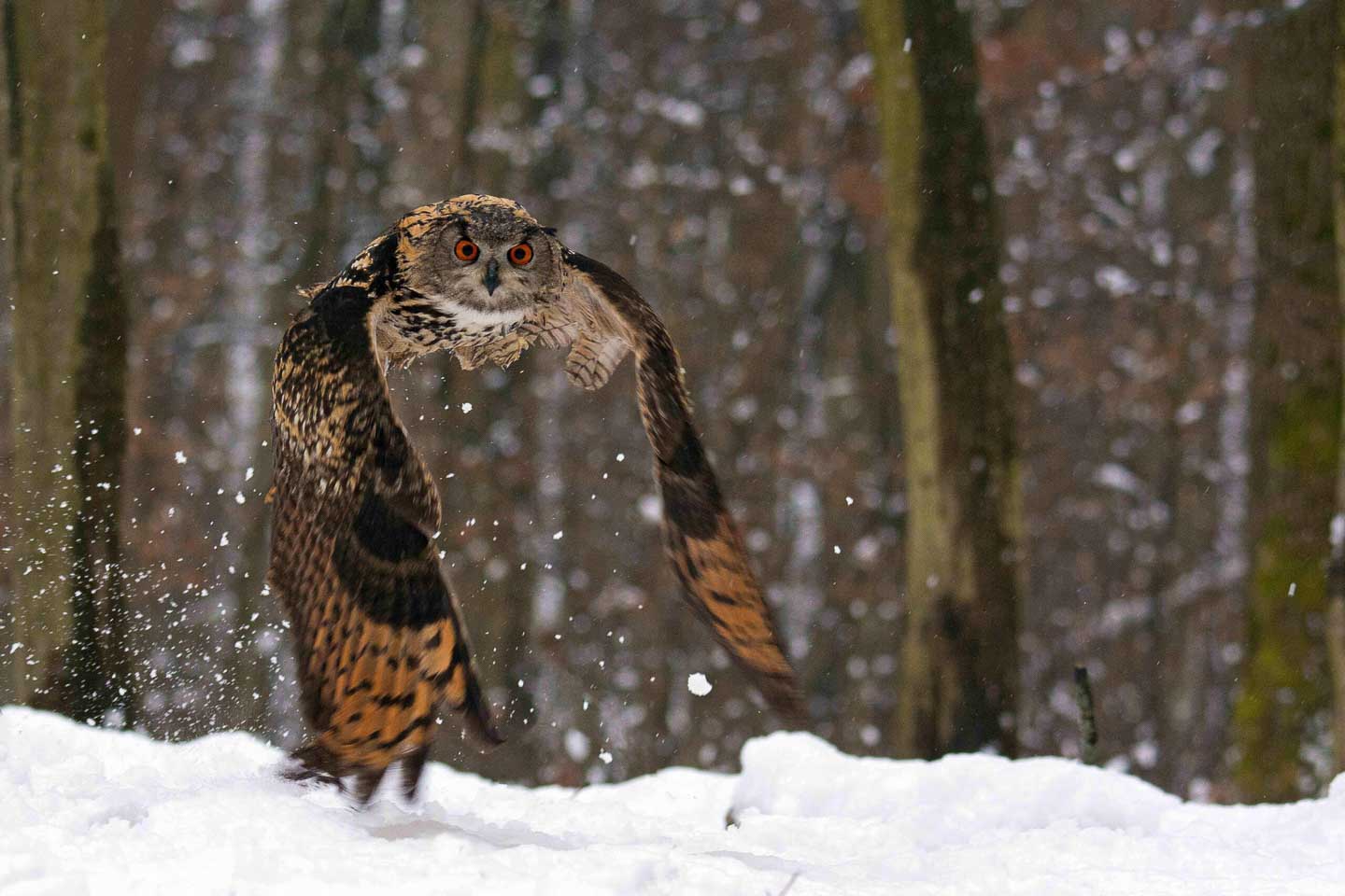 » Eye 4 Photography CJPOTY round 1 winners - owl in flight