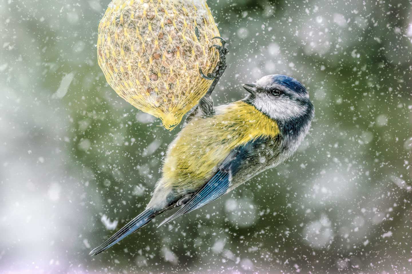 » Eye 4 Photography CJPOTY round 1 winners - bird on a fat ball