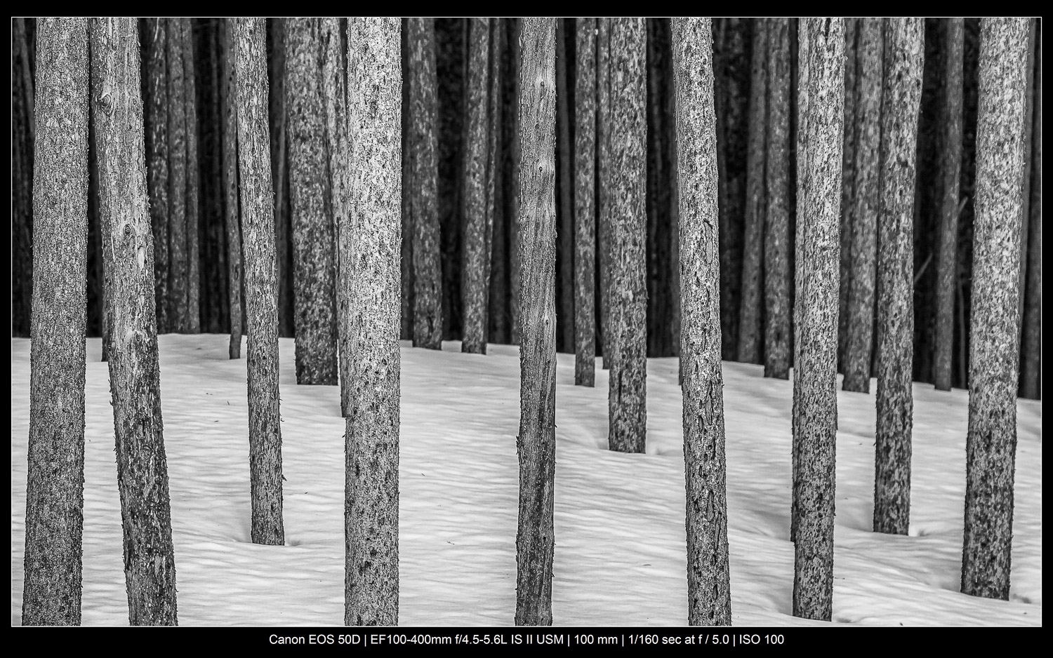 Focus stacking trees
