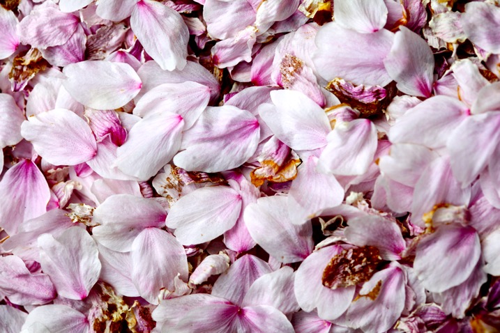 cherry blossom petals on the ground