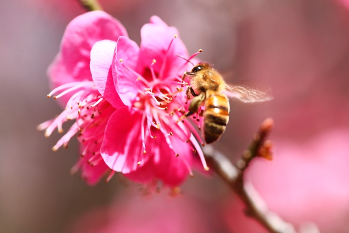 flowers in spring with bee
