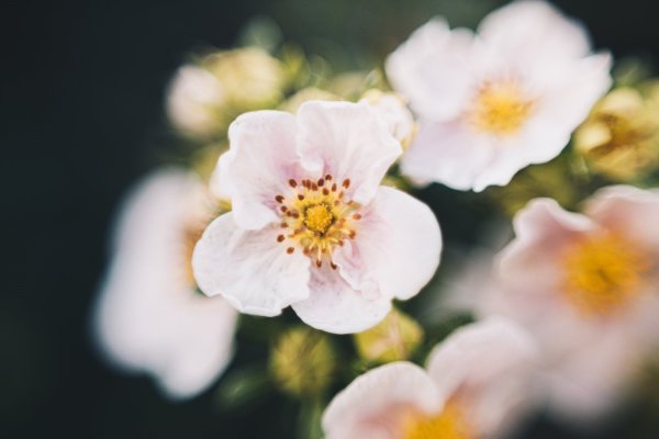 10 Spring Photography Ideas to Get You Inspired