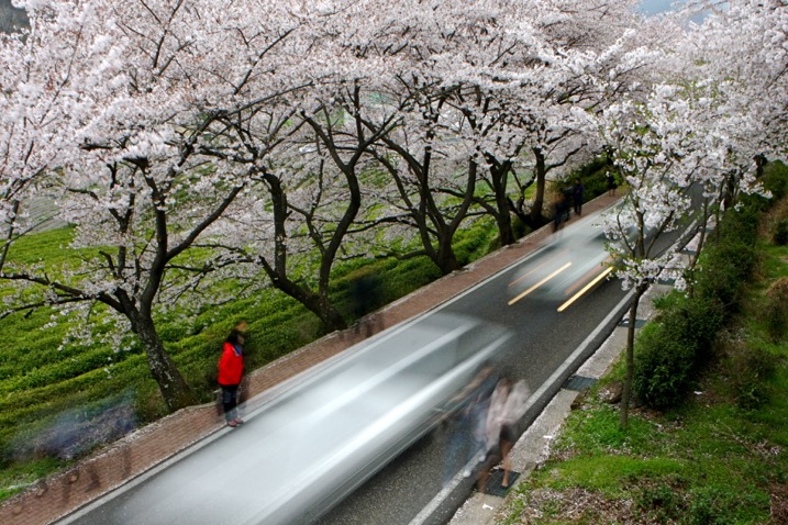 long exposure road with cherry blossoms