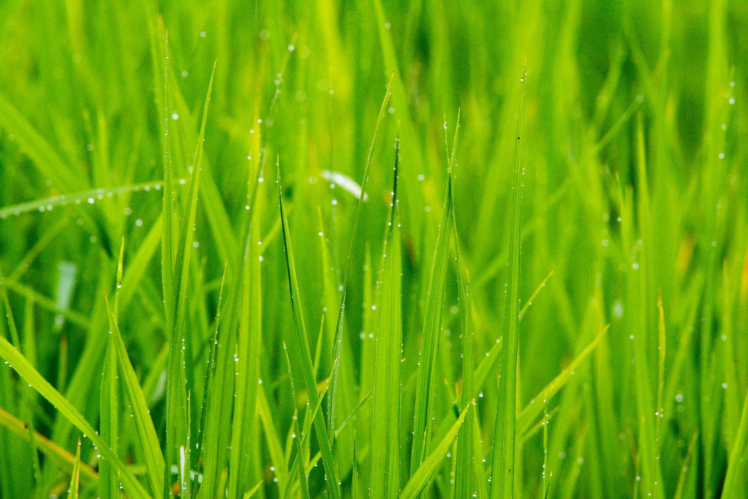 » Eye 4 Photography macro photo while taking landscape photography in the rain © Kevin Landwer-Johan