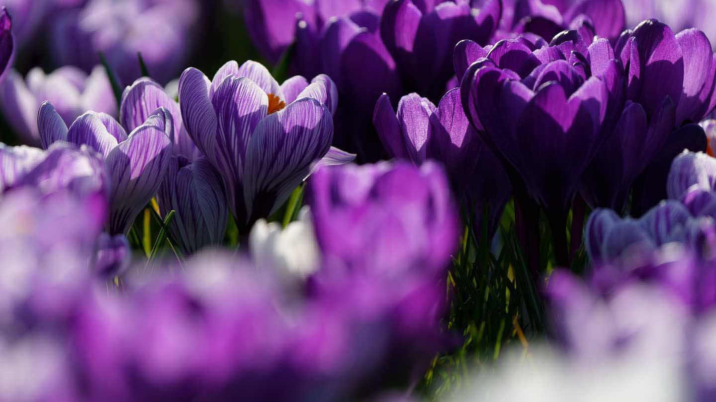 » Eye 4 Photography CJPOTY round 3: Spring