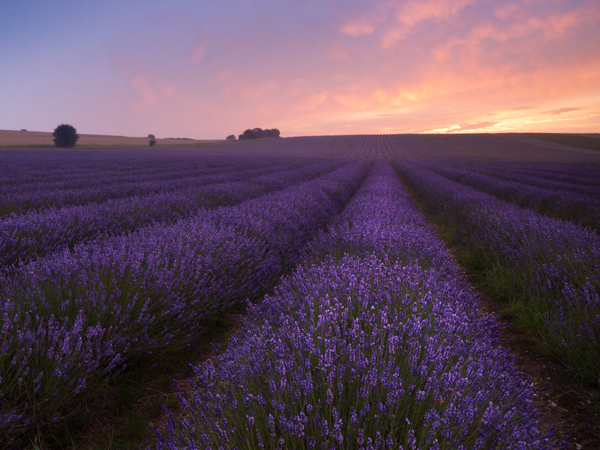» Eye 4 Photography Lavender field at sunrise presented in a 4:3 aspect ratio