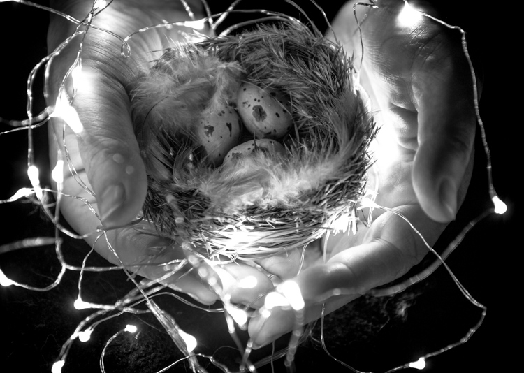 » Eye 4 Photography bird nest self-portrait with wireless release