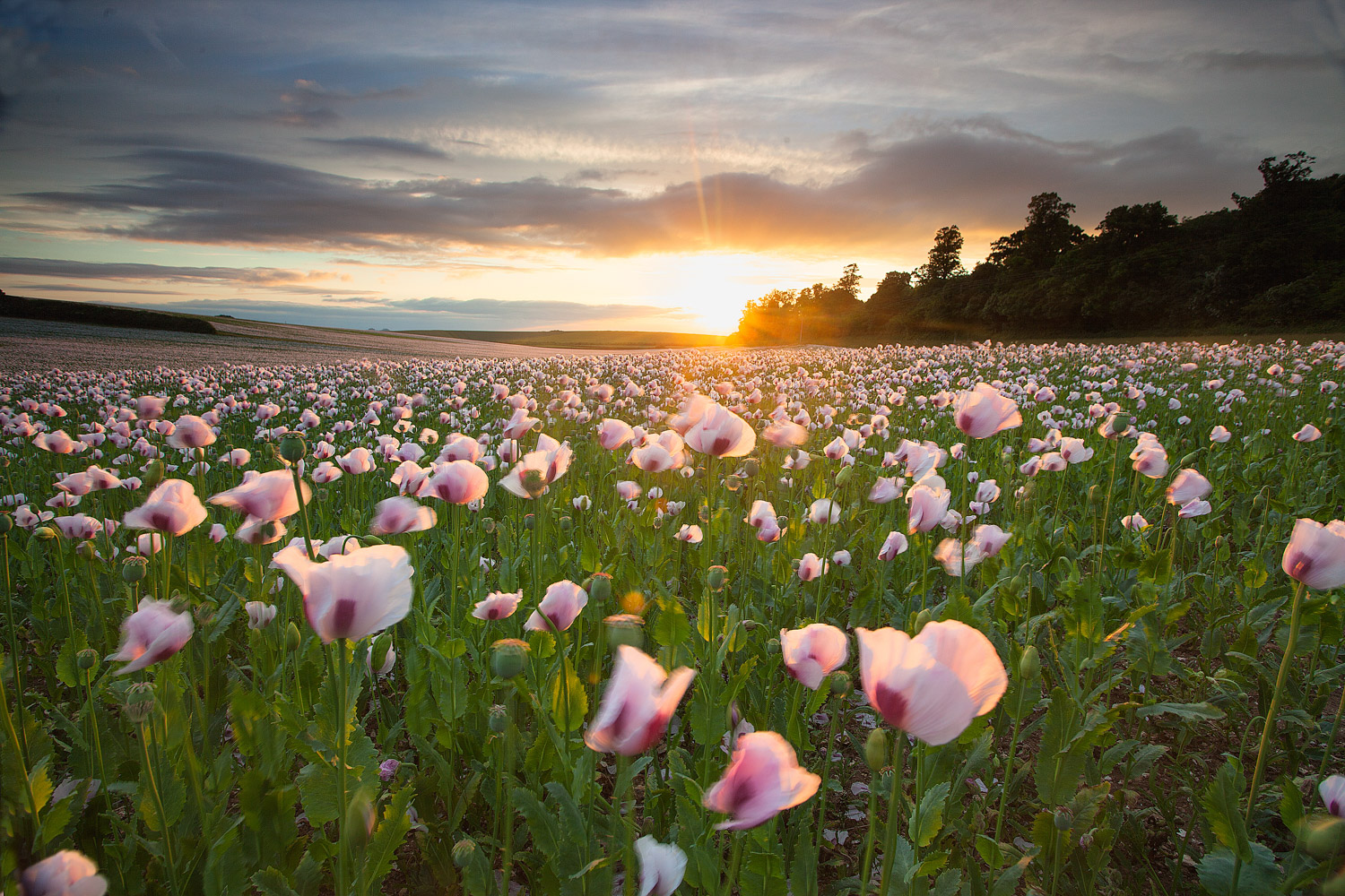 » Eye 4 Photography field of poppies in the summer