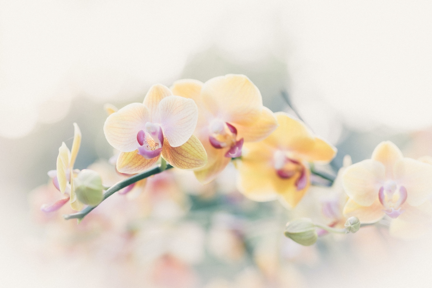 » Eye 4 Photography Manual focus in photography