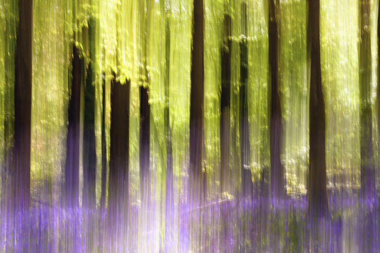 bluebellaction750.jpg » Eye 4 Photography intentional camera movement in bluebell woods