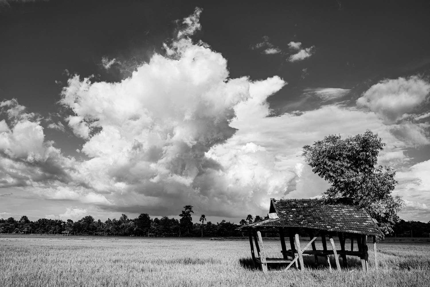 Big sky over rice fields