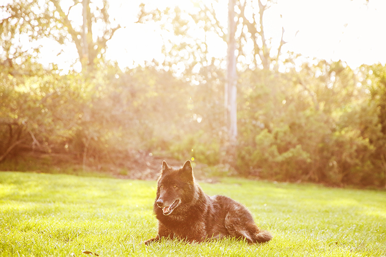 golden hour photography dog in grass