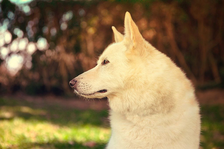 dog with beautiful bokeh