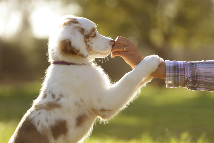 puppy at golden hour