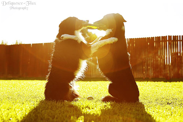 dogs with backlight
