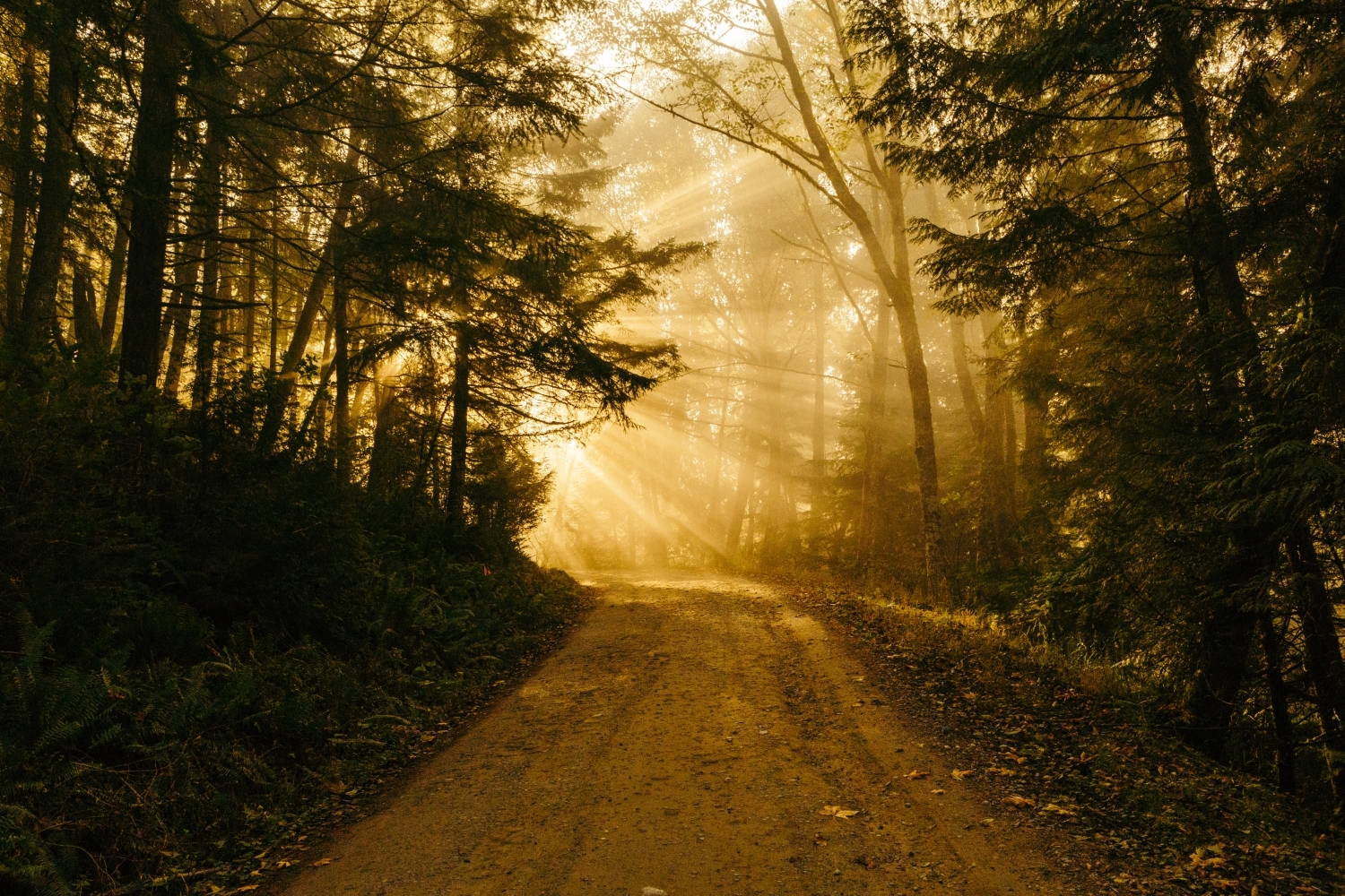 Golden hour photography