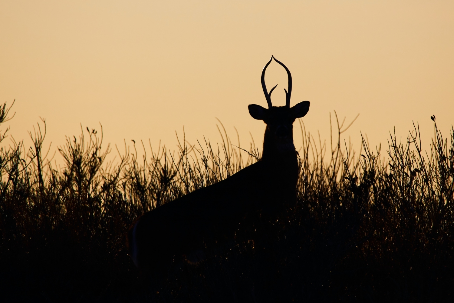 Golden hour photography