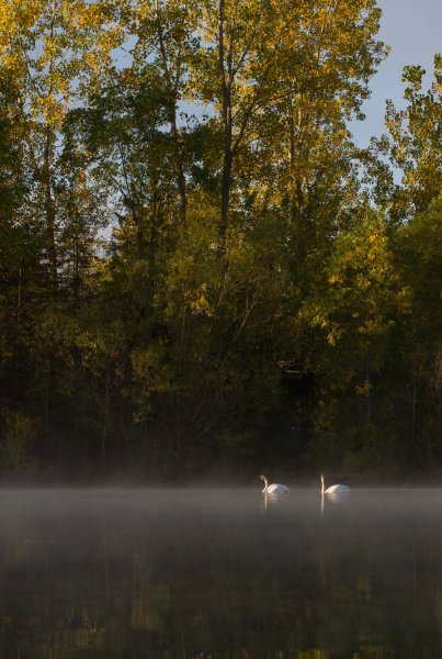 » Eye 4 Photography swans on a lake with a deep depth of field