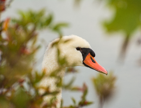 » Eye 4 Photography swan hiding in the tall grass