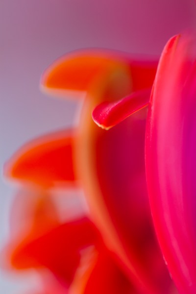 » Eye 4 Photography flower macro photography gerbera abstract