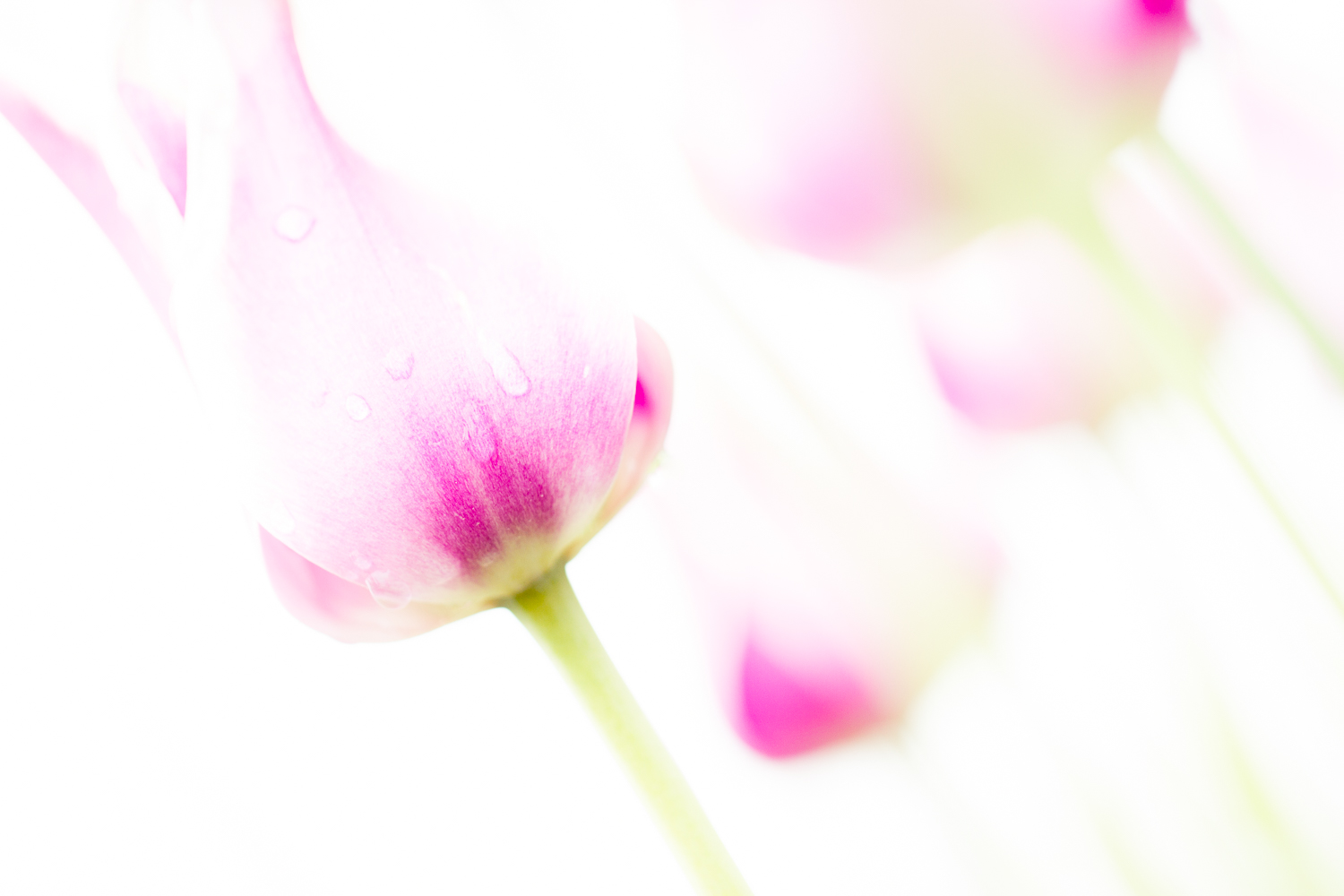 » Eye 4 Photography flower macro photography tulip light and airy image