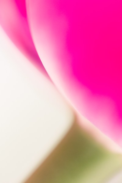 » Eye 4 Photography flower macro photography tulip pink and green