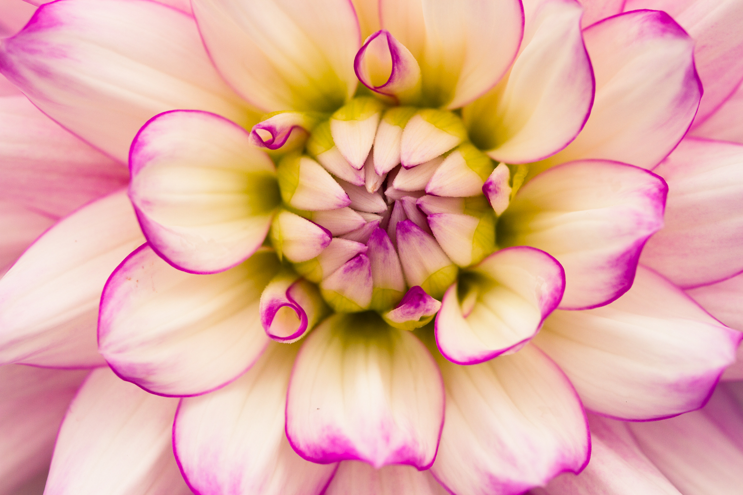 » Eye 4 Photography flower macro photography dahlia symmetry