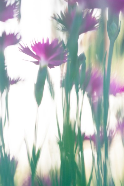 » Eye 4 Photography flower macro photography chaos in composition