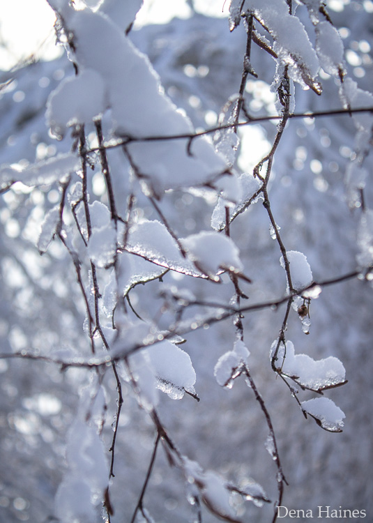 » Eye 4 Photography abstract snow photography of ice and branches