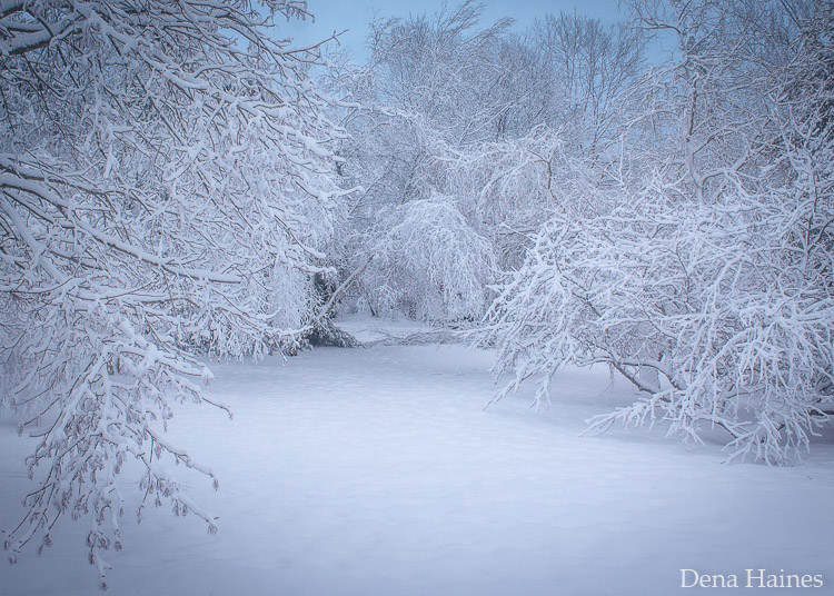 » Eye 4 Photography trees heavy with snow