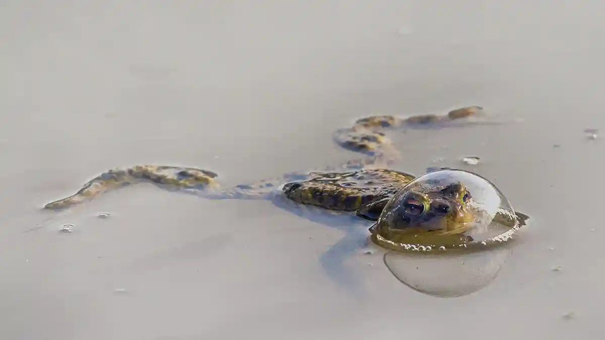 » Eye 4 Photography 3. REPTILE AWARD WINNER_Eberhard-Ehmke_Frog-in-a-balloon