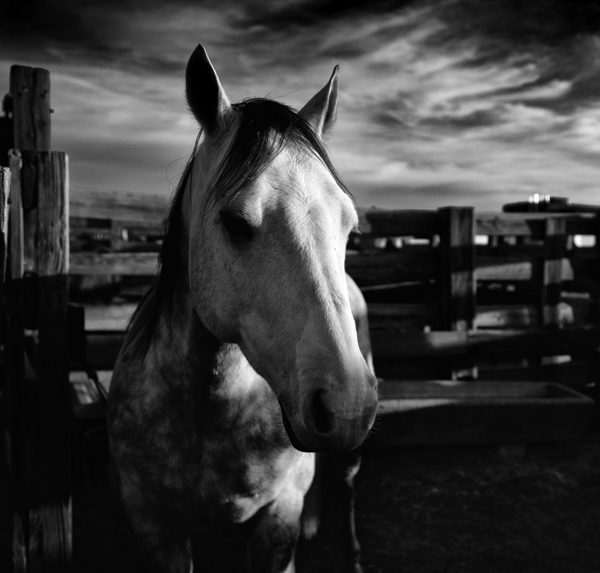 » Eye 4 Photography high-contrast horse
