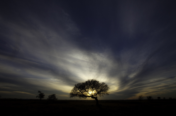 » Eye 4 Photography Tree backlit at sunset