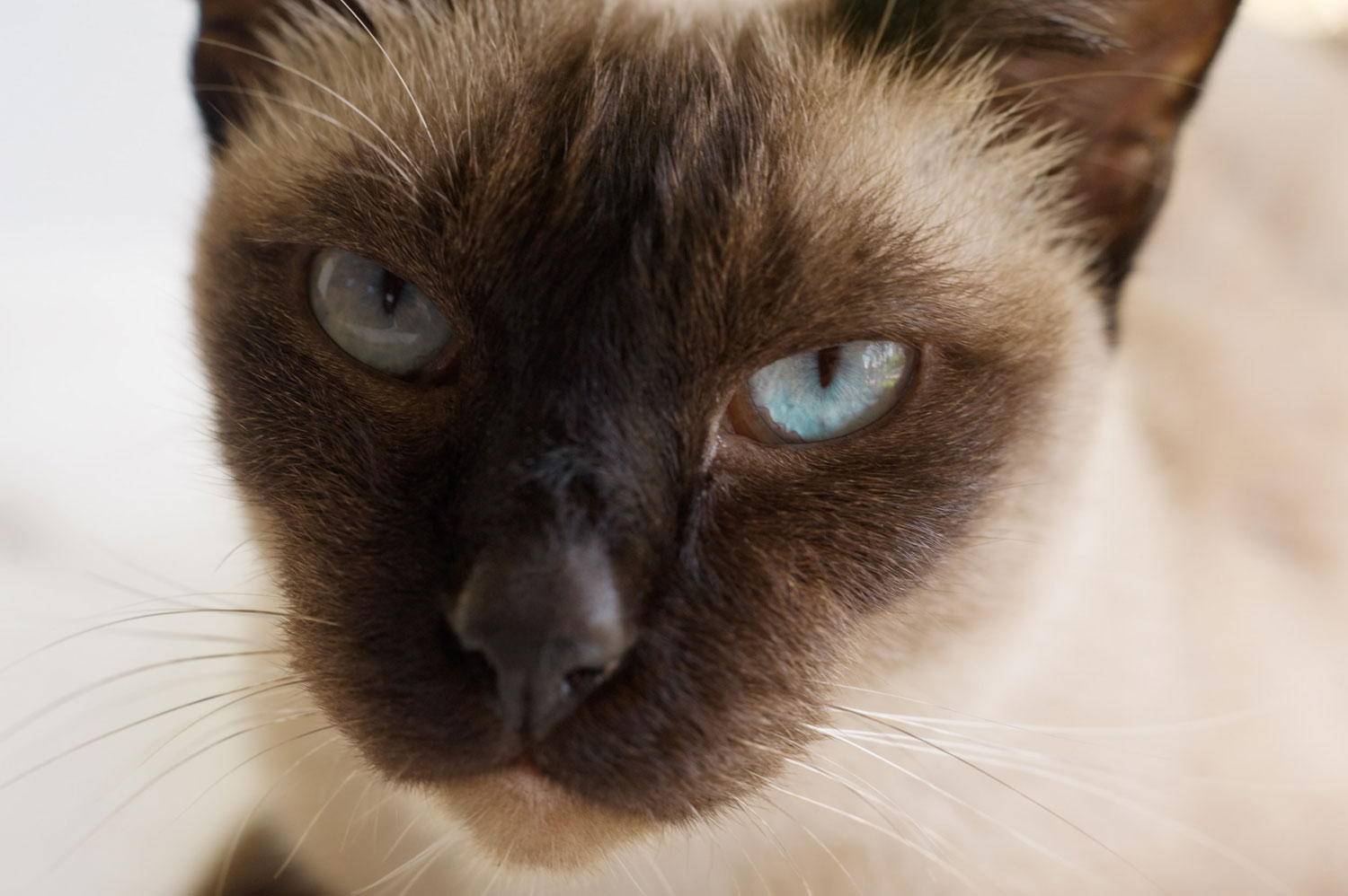 » Eye 4 Photography close-up of a cat pet photography settings