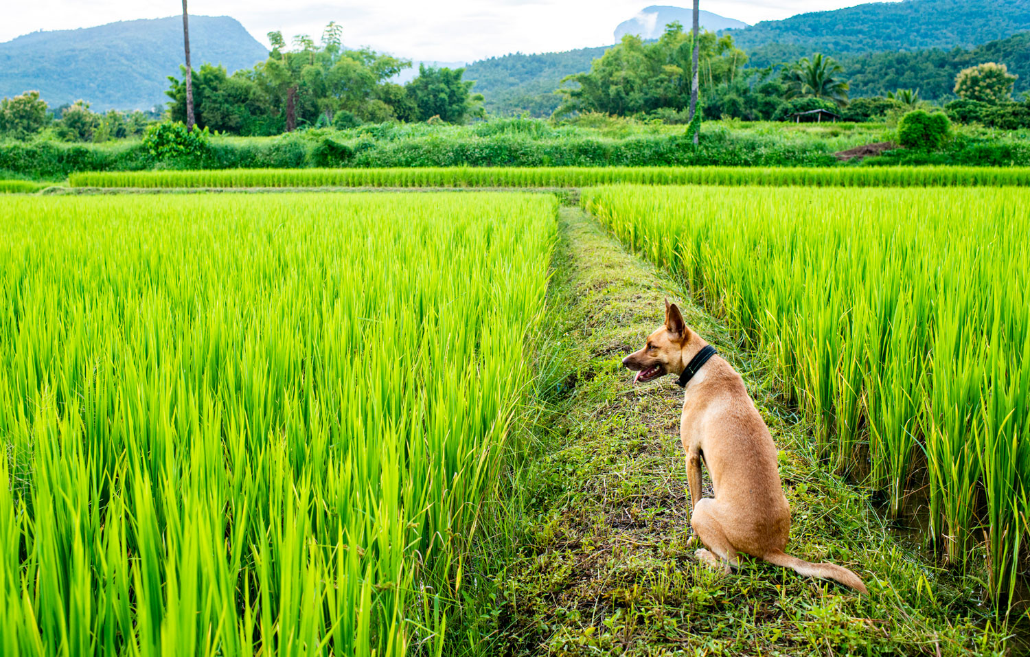 » Eye 4 Photography dog in a rice field pet photography settings