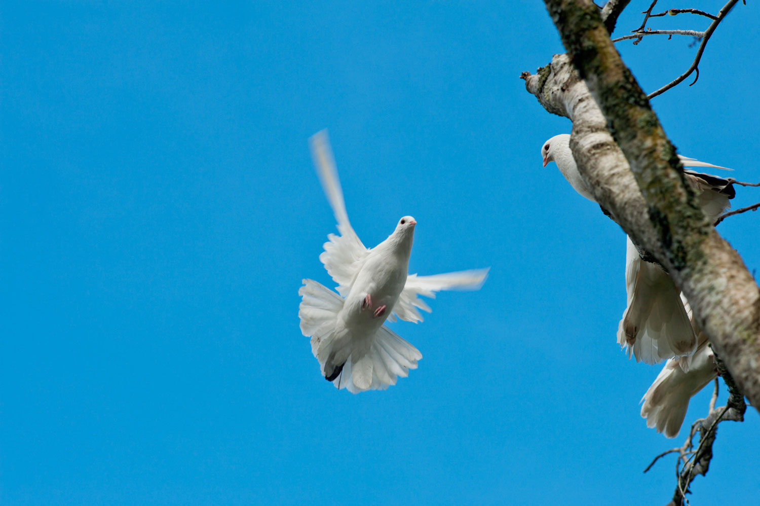 » Eye 4 Photography flying dove pet photography settings
