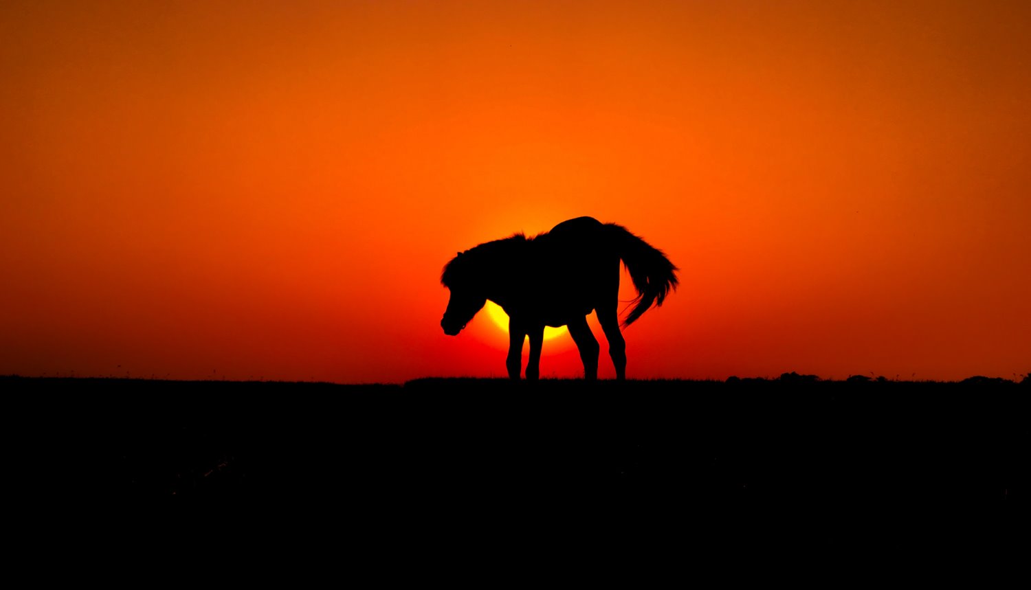» Eye 4 Photography horse silhouette