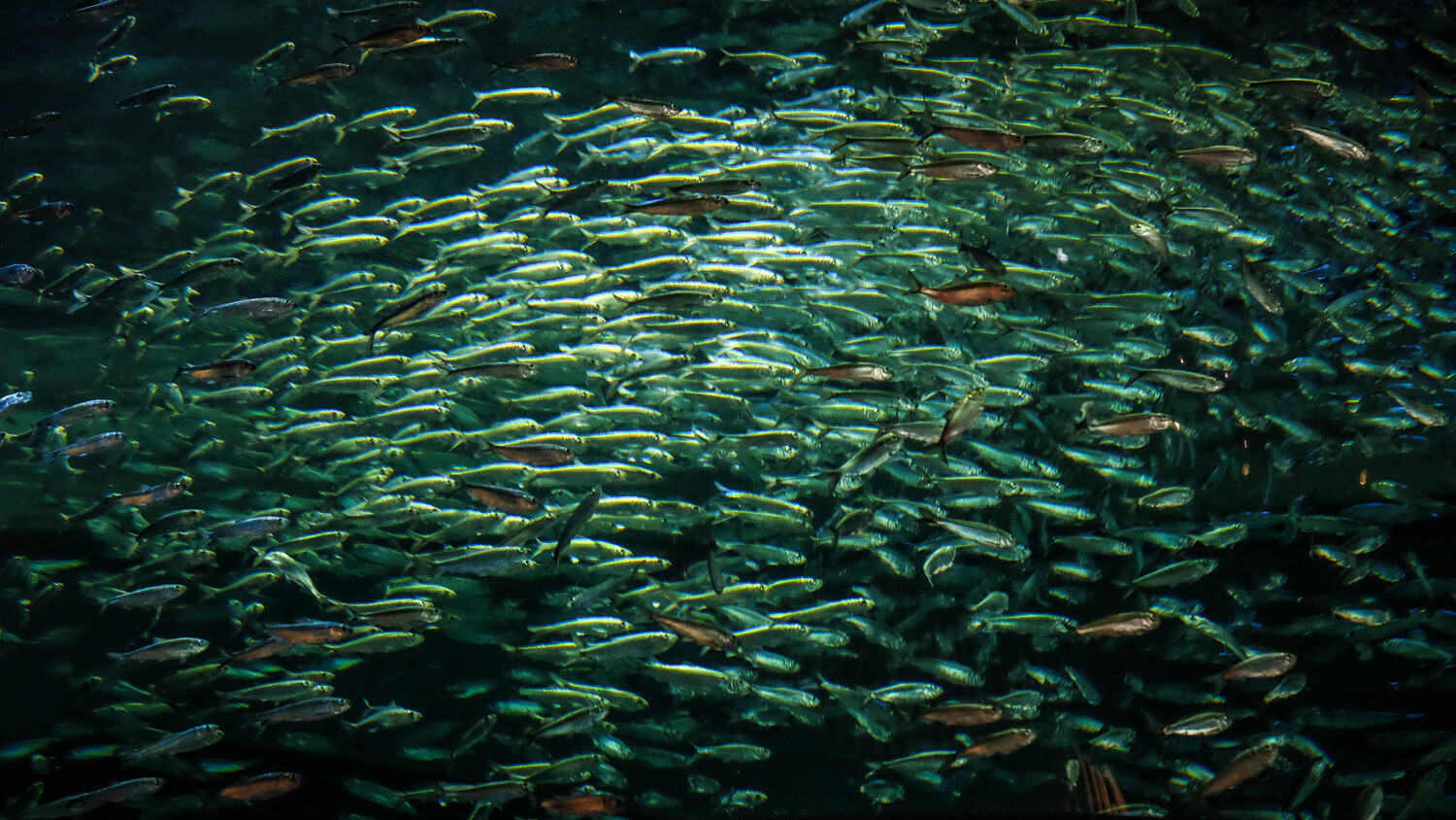 » Eye 4 Photography a school of fish photography ideas