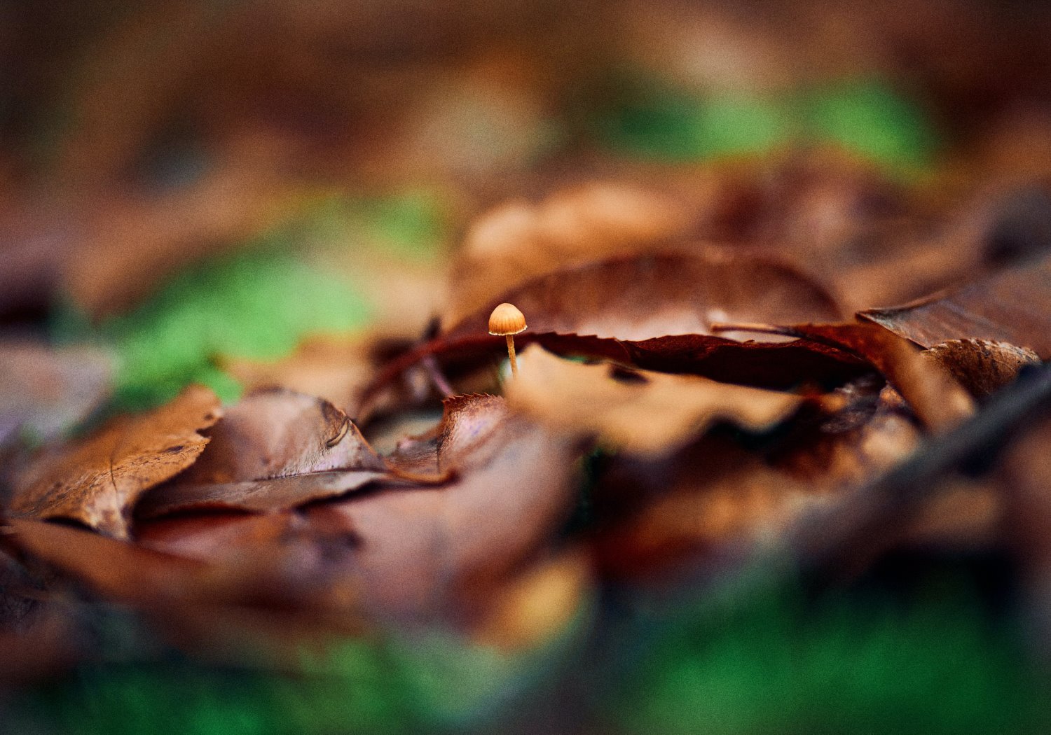 » Eye 4 Photography 50mm photography and 50mm lenses