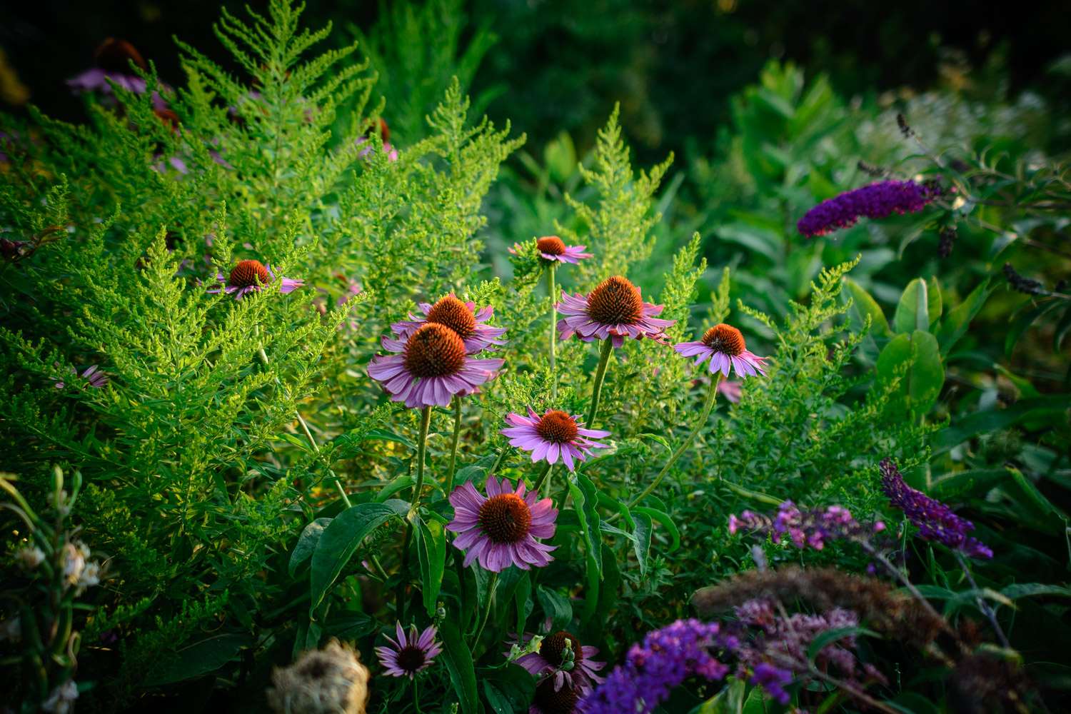 » Eye 4 Photography flowers in a garden photography idea