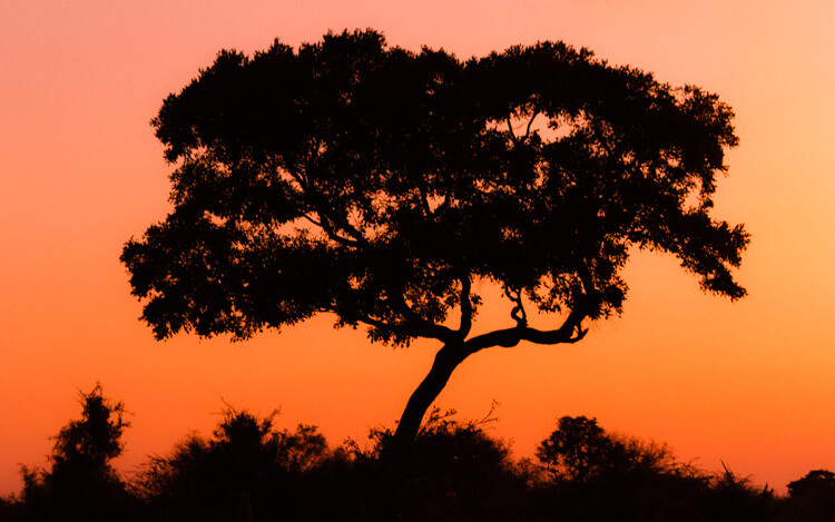 WILLCK_4_OKAVANGO_tele.jpg » Eye 4 Photography Wide-angle vs telephoto lenses