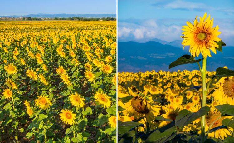 WILLCK_6_DENVER.jpg » Eye 4 Photography Wide-angle vs telephoto lenses