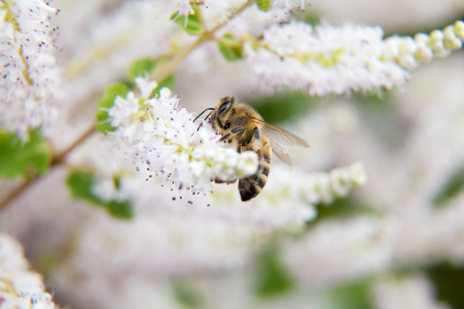 » Eye 4 Photography Burst mode photo bee on a flower